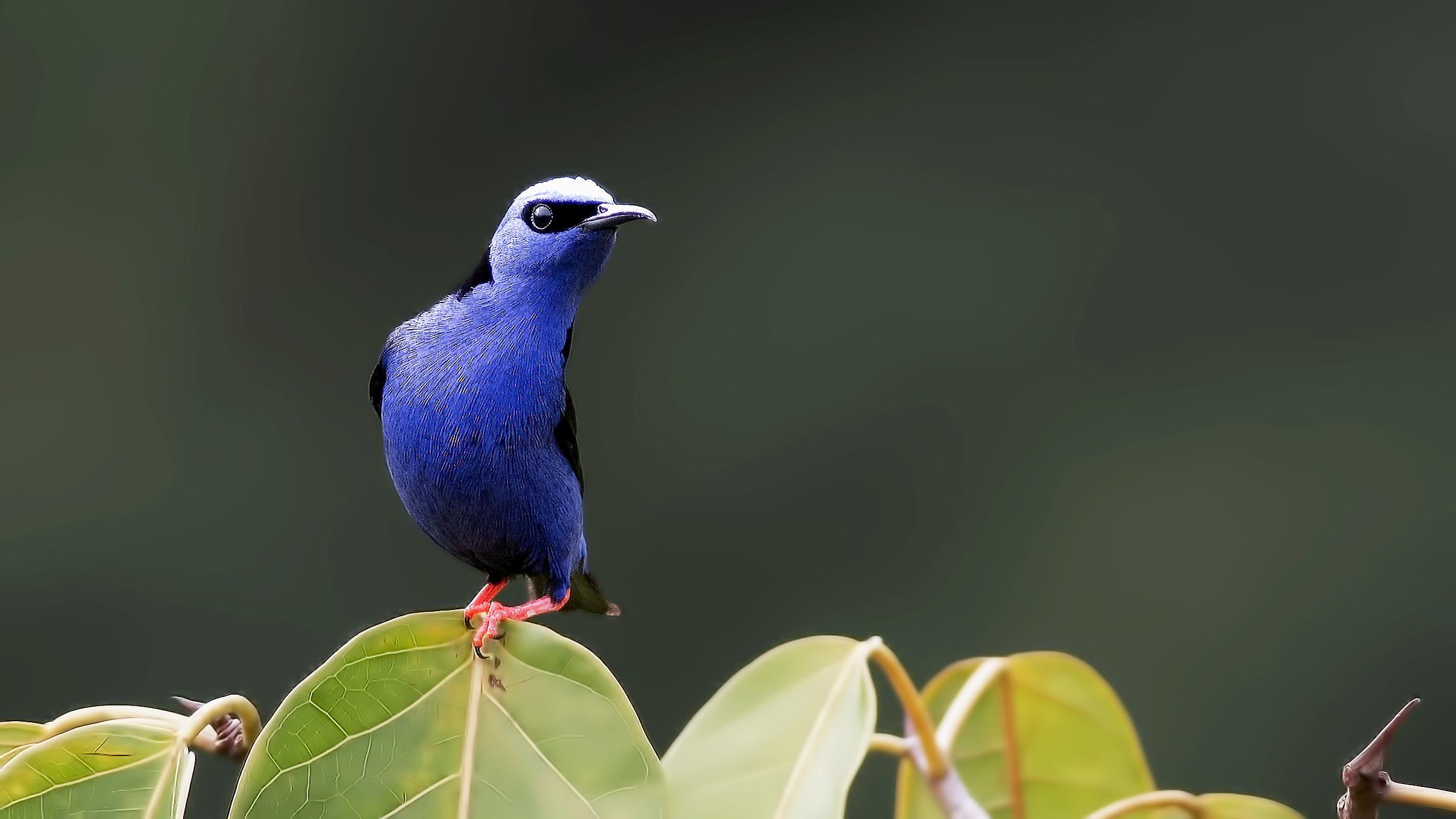 Red-legged Honeycreeper